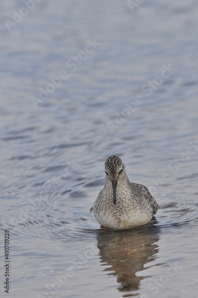 Fototapeta Knot feeding on the sea coast. A young, gray bird gains food during its autumn migration to wintering grounds by the Atlantic Ocean.
