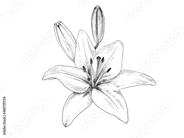 Fototapeta インクで精密に描画したユリの花