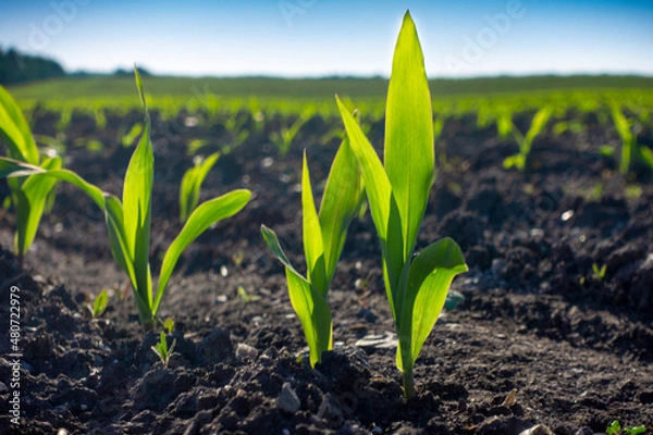 Fototapeta Young Green wheat seedlings growing in a soil field. Close up on sprouting rye agricultural on a field in sunset.