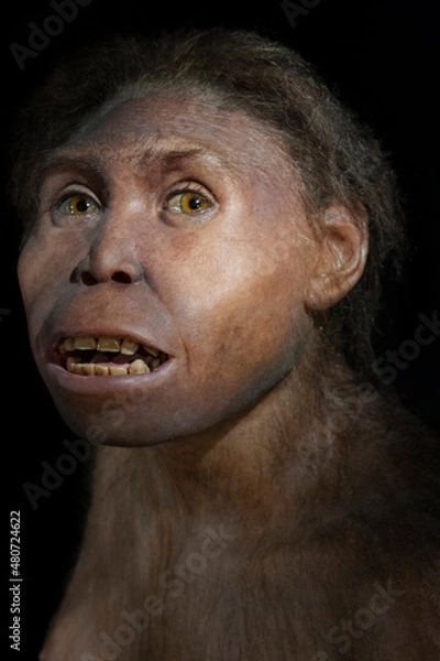 Obraz Homo erectus georgicus