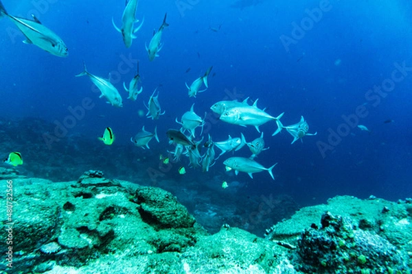 Obraz bright and colorful sea fish in shallow water in natural conditions 