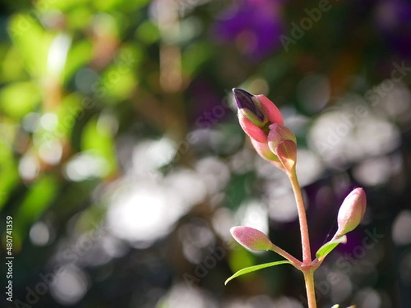 Obraz ノボタンのつぼみ