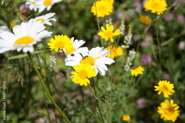 Obraz Ромашки