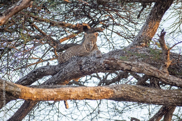 Obraz Leopard on the tree