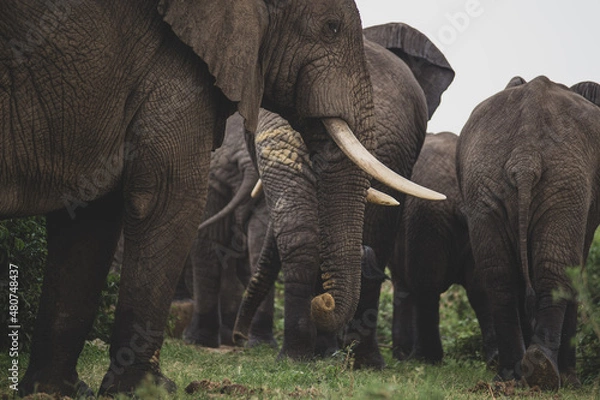 Obraz Elephant Family