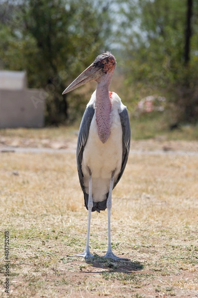 Obraz African Marabou Stork