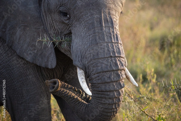 Obraz African Elephant
