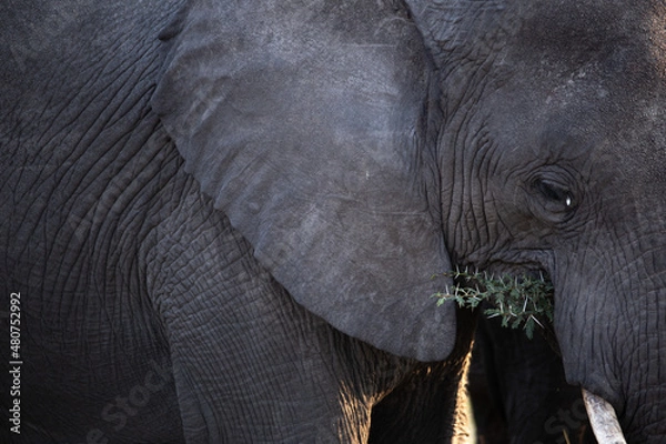 Obraz African Elephant