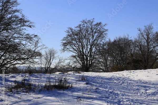 Fototapeta trees in the snow
