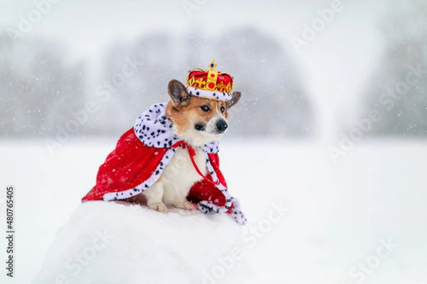 Fototapeta funny portrait of a charming corgi dog in a royal crown and a red robe sitting in a winter park in the snow