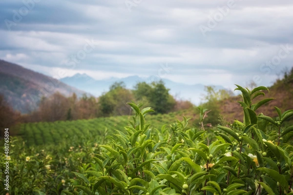 Fototapeta Beautiful area of tea plantations. In the foreground are tea fall. Tea plantation in autumn. Landscapes in Sochi