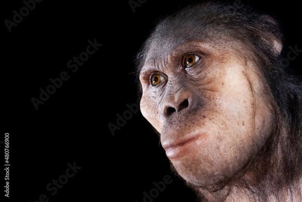 Obraz australopithecus africanus