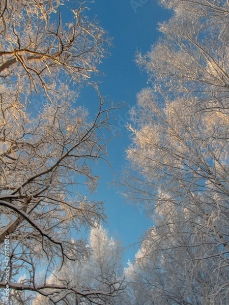 Fototapeta snow covered trees
