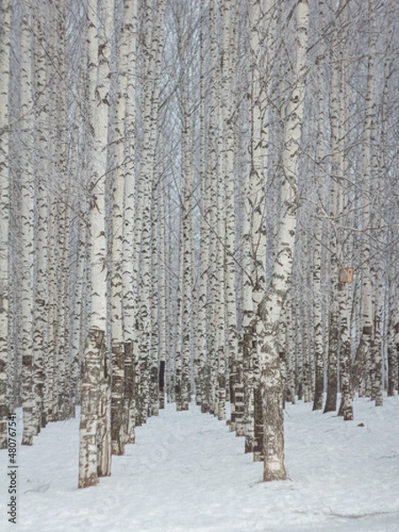 Fototapeta snow covered trees