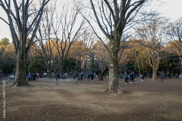 Fototapeta 代々木公園の散歩