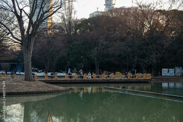 Fototapeta 代々木公園の散歩