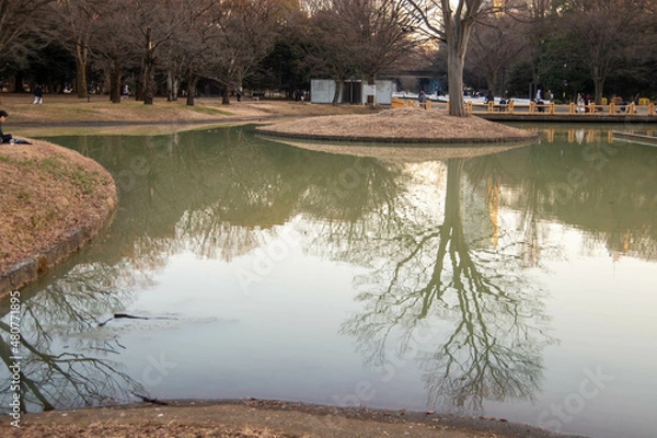 Fototapeta 代々木公園の散歩