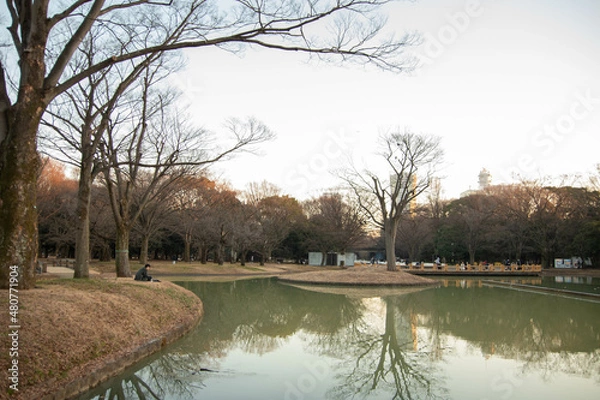 Fototapeta 代々木公園の散歩