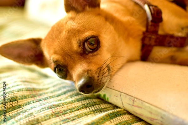 Obraz redhead dog chihuahua on the rug