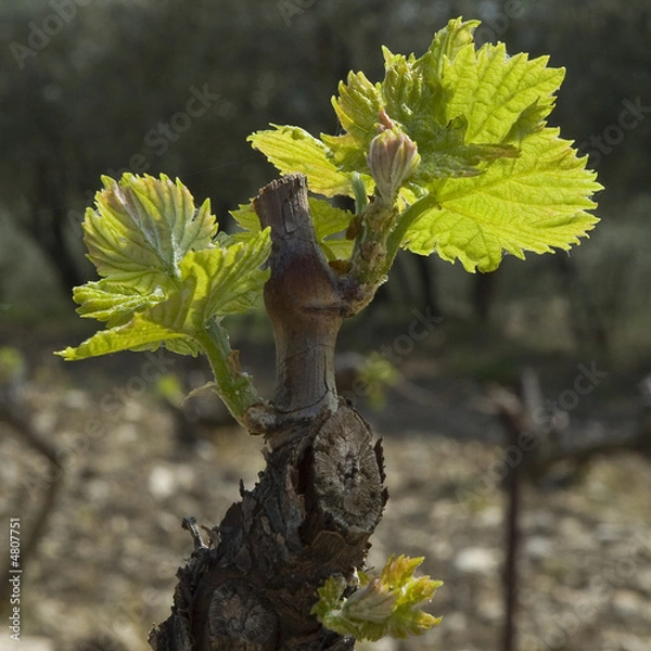 Obraz renaissance de la vigne