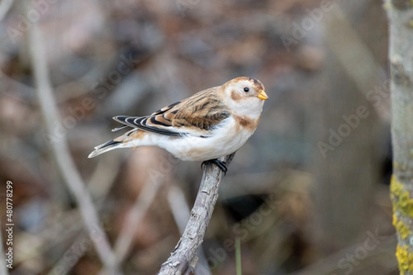 Obraz Snow Bunting (Plectrophenax nivalis).