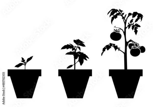 Obraz Growing tomatoes in pots set