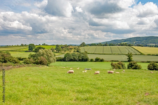 Obraz summertime scenery in the UK countryside.