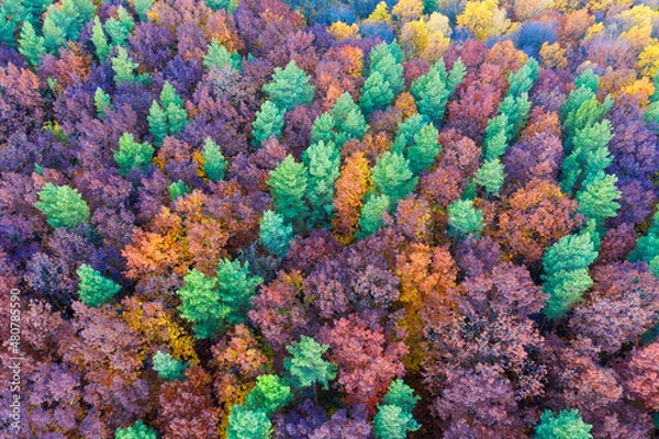 Fototapeta Autumn forest in the Carpathians, copter.