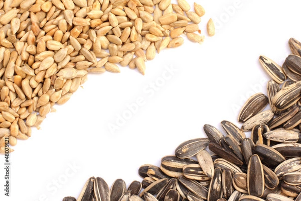 Obraz dry roasted sunflower seeds