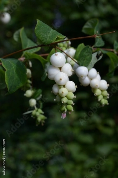Fototapeta Schneebeere