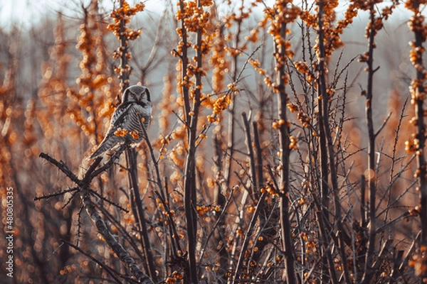 Obraz Sowa jarzębata - Surnia ulula
