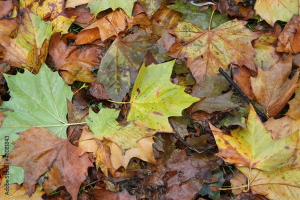 Obraz Feuilles