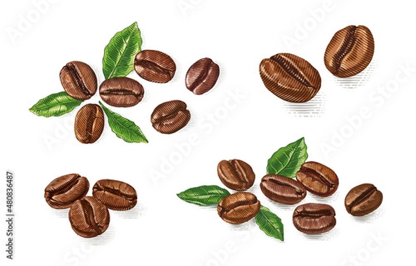 Fototapeta colorful set coffee beans Hand drawing sketch engraving illustration style