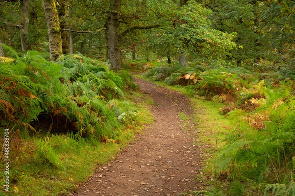 Obraz path in the forest