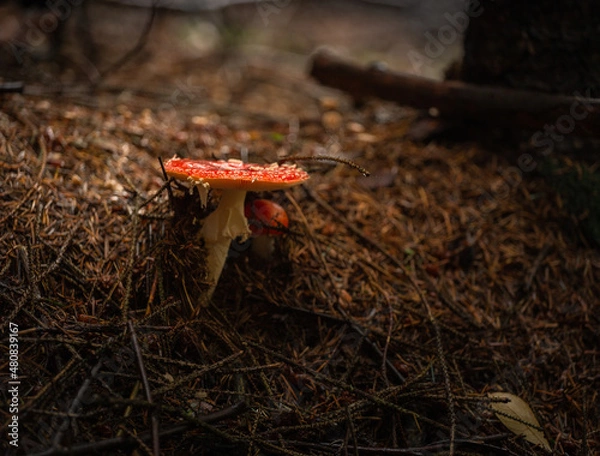 Obraz red mushroom in the forest