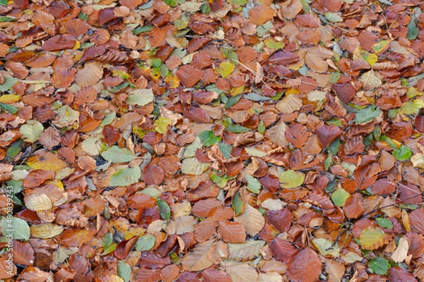 Obraz autumn leaves background