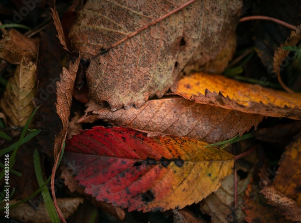 Obraz Red autumn leaves