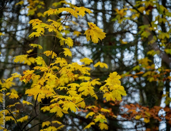 Obraz yellow autumn leaves