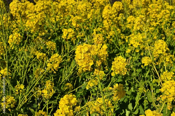 Fototapeta 菜の花