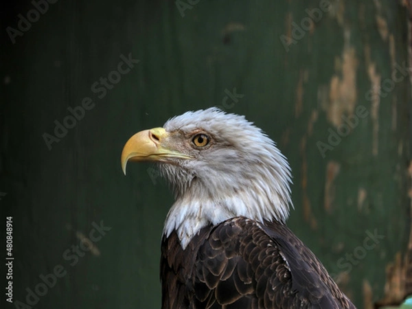Obraz american bald eagle profile