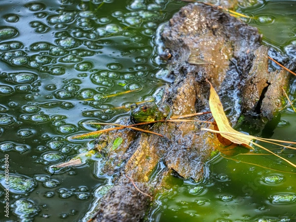 Obraz Small frog on a log