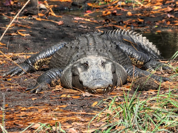 Obraz alligator in the swamp