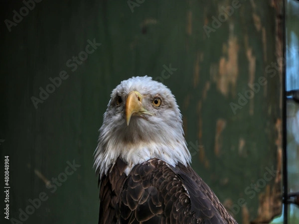 Obraz american bald eagle