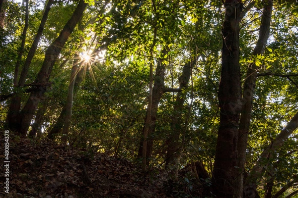 Fototapeta 緑の森の中に差し込むまぶしい太陽の光