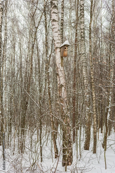 Fototapeta Birch with birdhouse in a snow-covered birch grove in winter