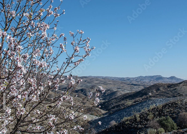 Fototapeta Almond Trees Blooming. Almond Tree Blossom in Early Spring or Late Winter.