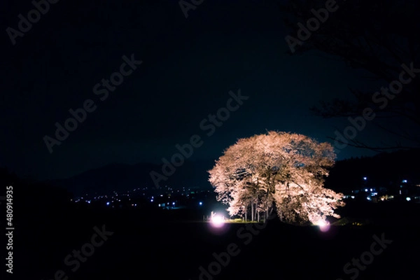 Fototapeta 夜の桜 cherry blossom