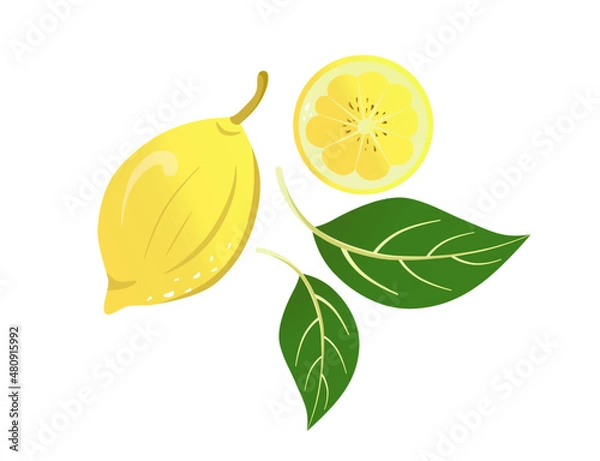 Fototapeta yellow lemon and lemon in section, green lemon leaves, vector illustration