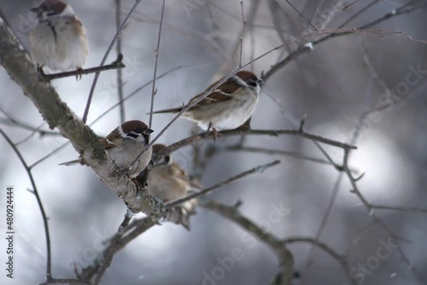 Fototapeta A flock of sparrows sits on a tree branch on a winter day. Passer montanus. Gray-brown sparrows sit on a bare branch against the background of a bright winter sky.