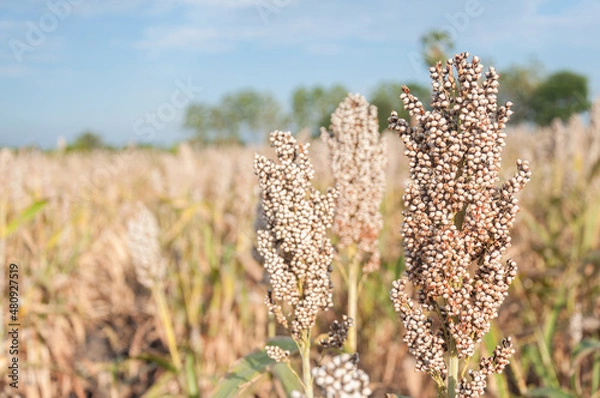 Fototapeta Millet or Sorghum an important cereal crop in field. are ready for harvest. 